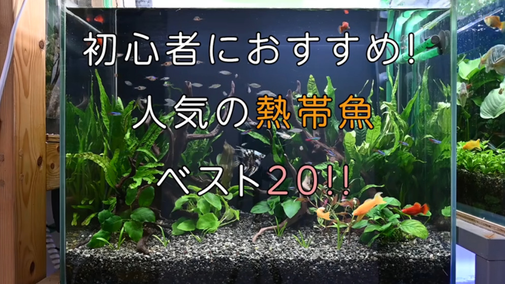 テトラ Tetra リビングキューブ オールインワン水槽 淡水 海水用 容量 約l 驚きの価格が実現