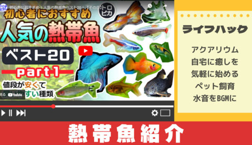 教育系YouTuberから学ぶ人気の熱帯魚